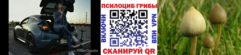 Псилоцибиновые грибы мицелий  Высоцк 
